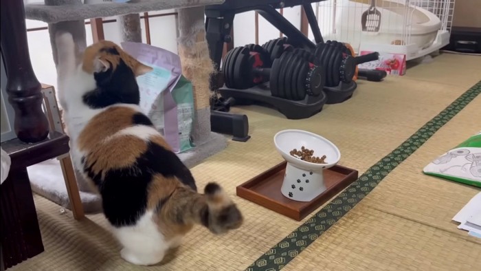 爪とぎをする猫