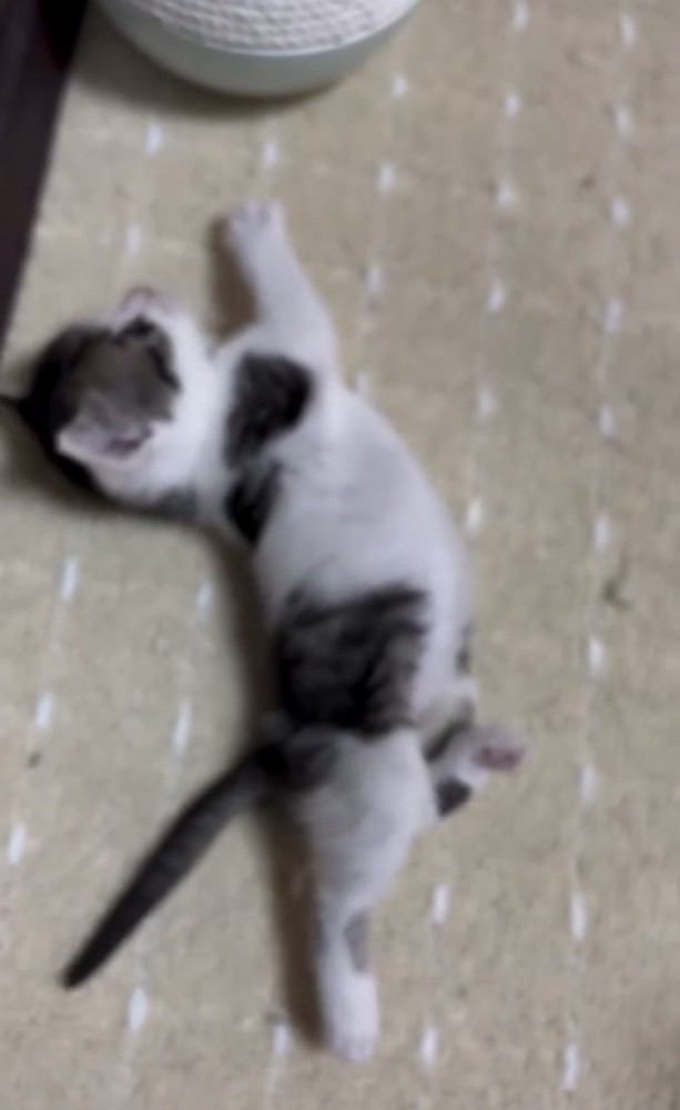 バランスを崩し転ぶ子猫