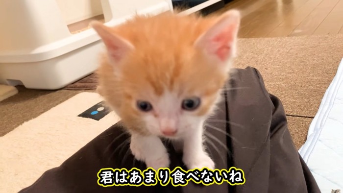 投稿主の膝の上に乗る茶トラ白
