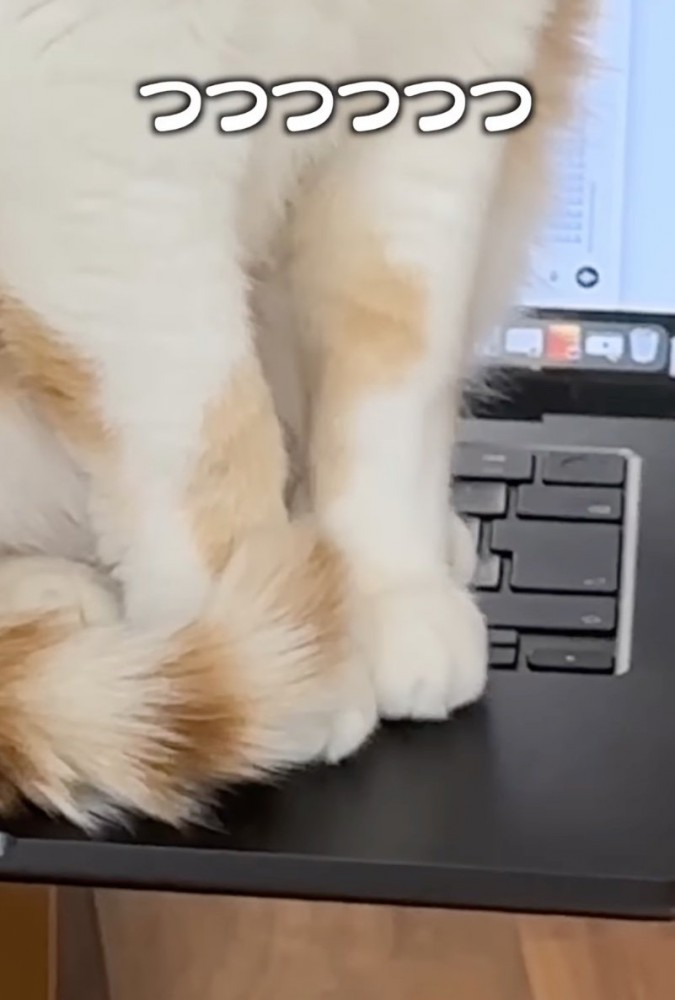キーボードの上に前足