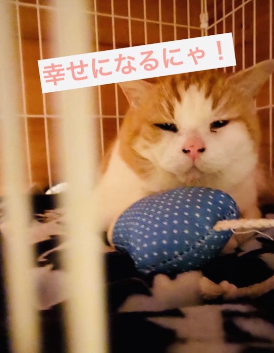 ケージの中で寛ぐ茶白猫