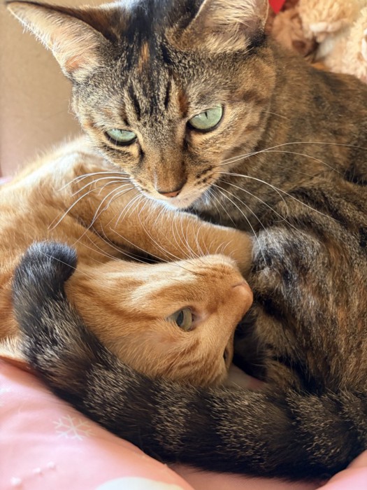 絡み合っている2匹の猫