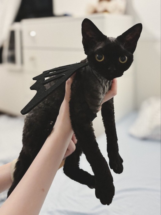 背中に羽のおもちゃをつけた猫