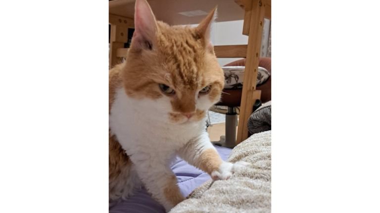 ふみふみしていた猫