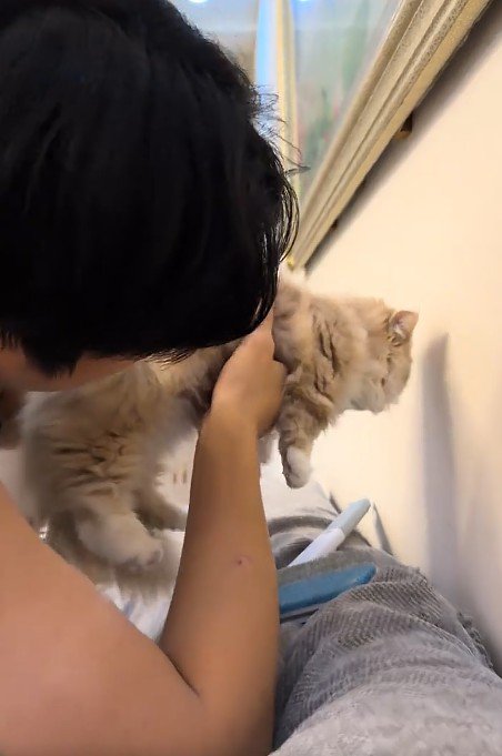 壁際で抱っこされた猫