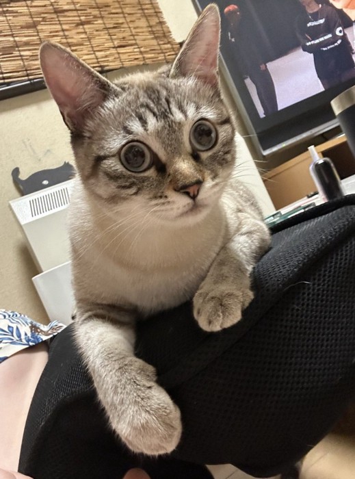 クッションに座るキジ模様の猫