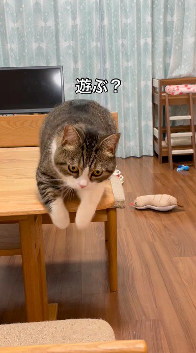 テーブルから降りようとする猫