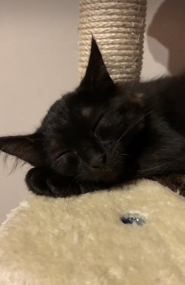 キャットタワーで眠る仔猫