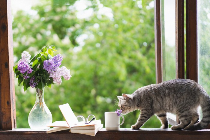 花瓶と猫