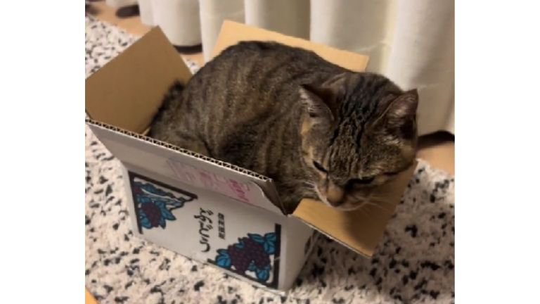 箱に入っている猫