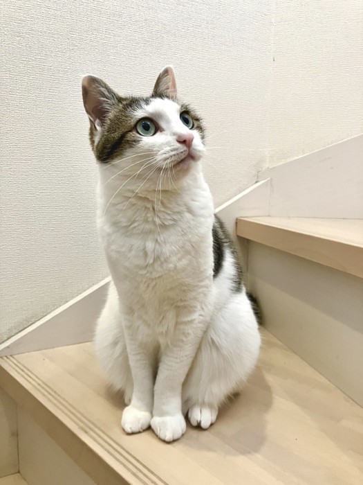 階段で待つリボンちゃん