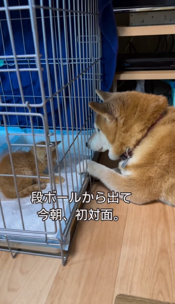 子猫のケージの中に前足を入れる柴犬