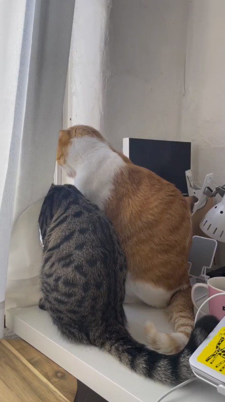 窓の外を見つめる2頭の猫