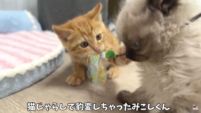 猫じゃらしで遊ぶ2匹の猫
