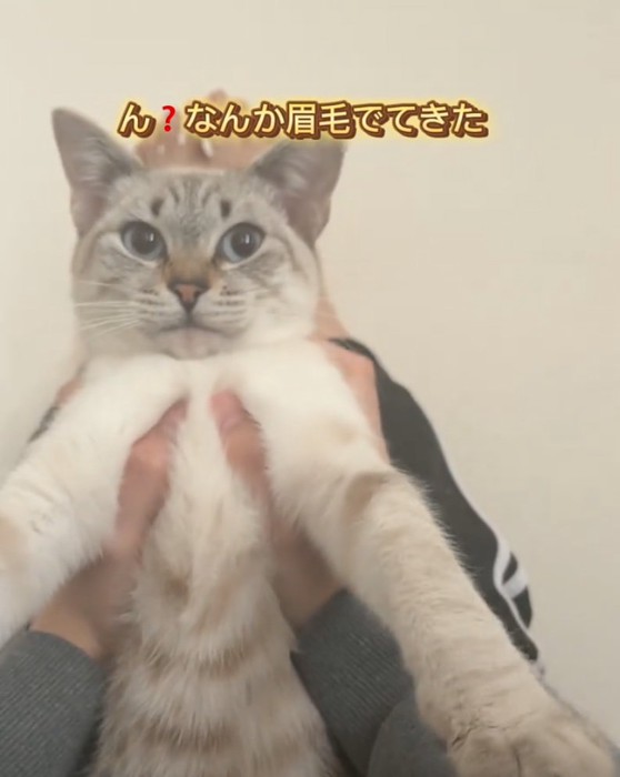 マロ眉が現れた猫