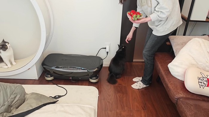 帰宅を喜ぶモカ