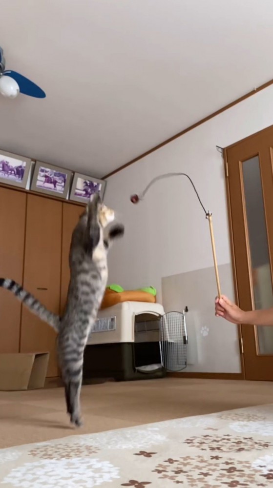 猫じゃらしに向かってジャンプする猫