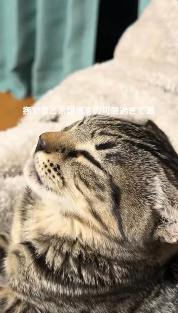 口をもぐもぐ動かす猫