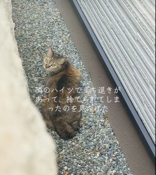 砂利道の上で振り返るキジトラ猫