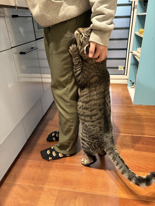 飼い主の足に立って抱きつく猫（飼い主を見上げている）