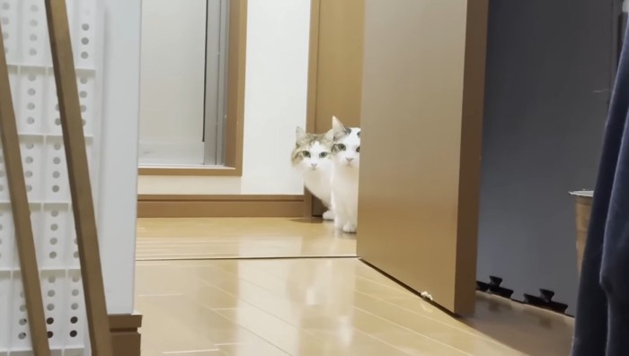 豆大福くんと秀吉くん