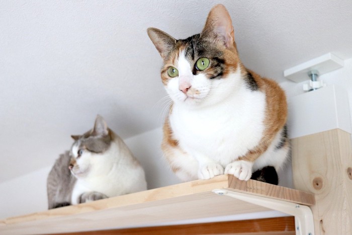 観察する猫たち
