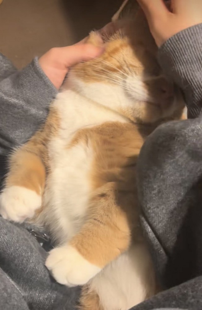 ママに耳掃除されるマンチカン