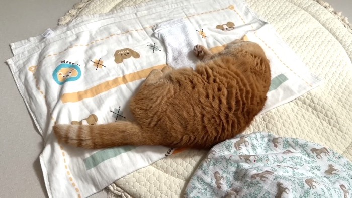 寝転がる姿