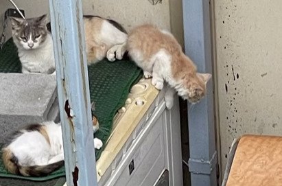 棚にいる子猫たち
