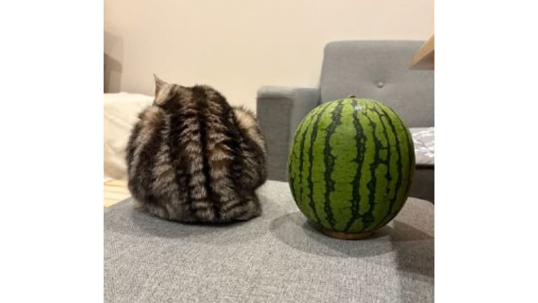 猫とスイカ