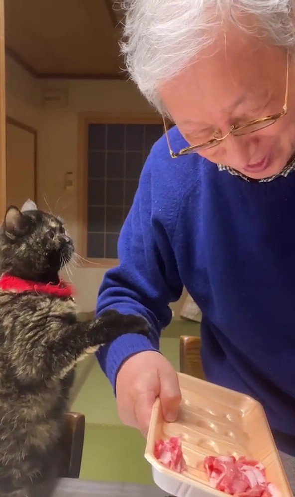 飼い主におねだりをする猫