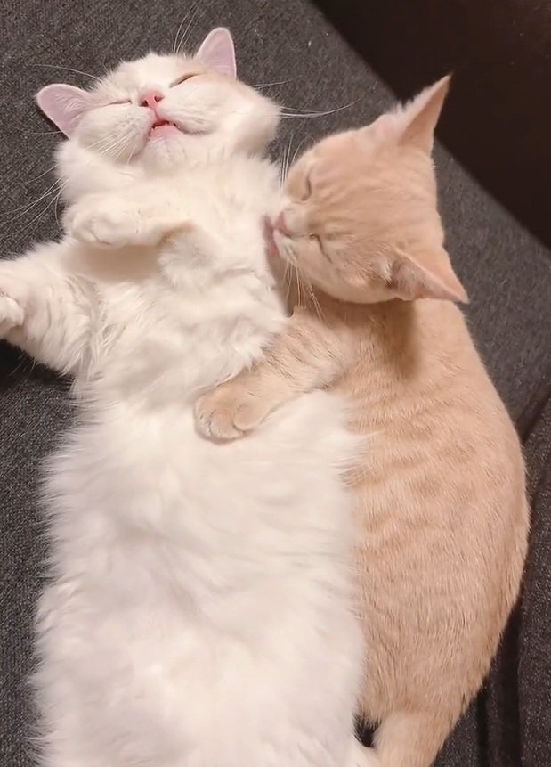 ゴロゴロする2匹の猫