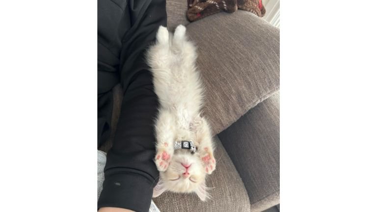 ソファで寝ている子猫