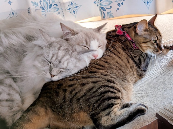 猫の上で寝ている2匹の猫