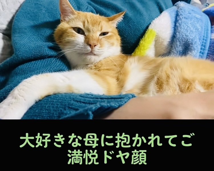 飼い主さんに抱っこされる茶トラ猫