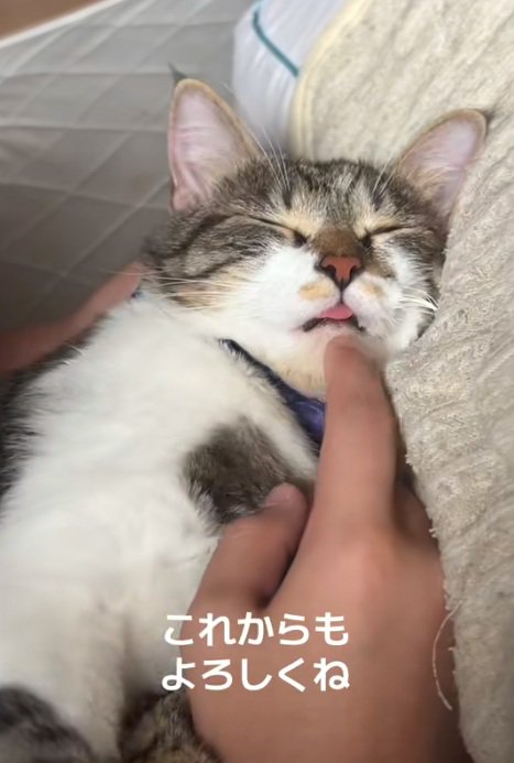 舌をだして寝ている猫