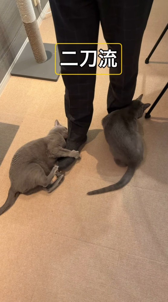 男性の左足にしがみつく猫