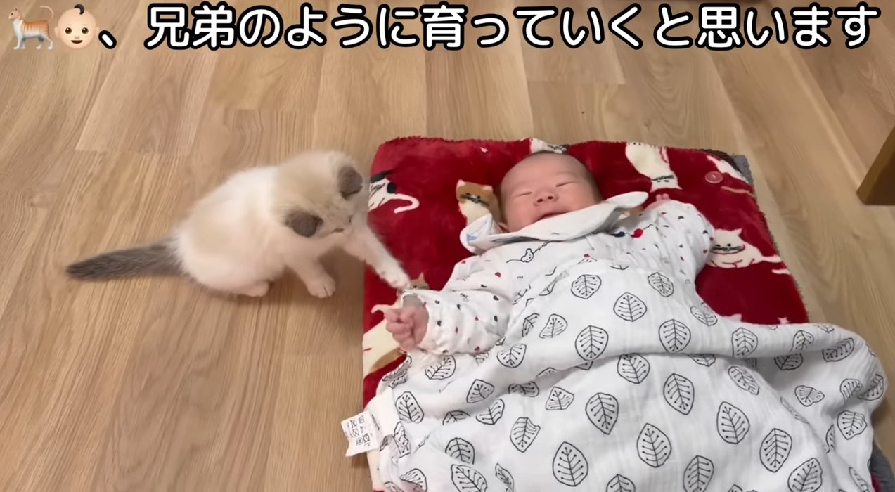 子猫と赤ちゃん