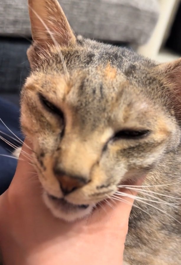 撫でられるルナちゃん