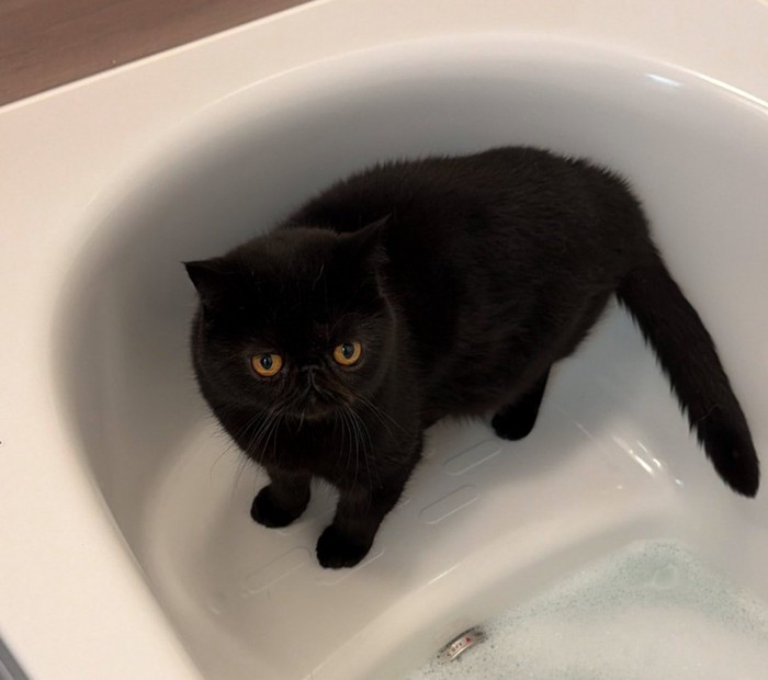 お風呂に入る黒猫2