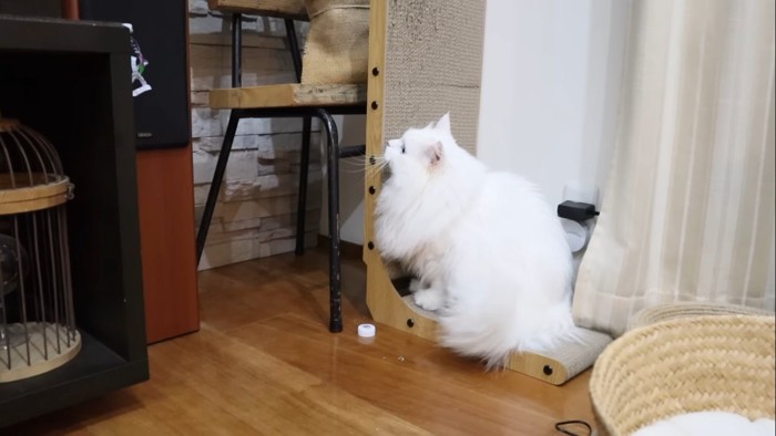 待ち伏せするシロちゃん