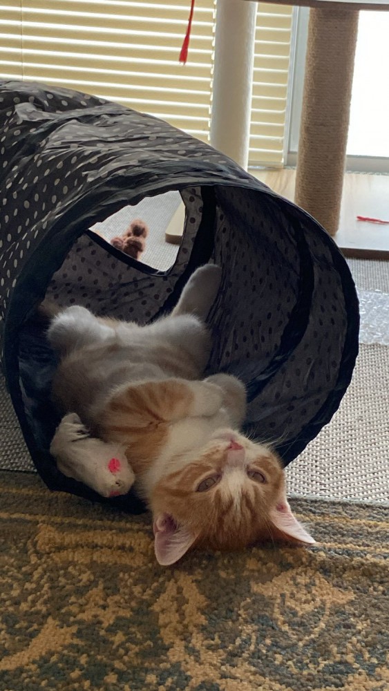 トンネルの中で寝る猫