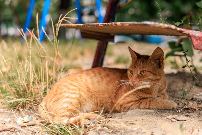 日陰でくつろぐ茶トラ猫