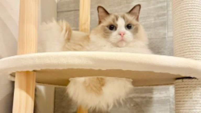 キャットタワーにいる猫