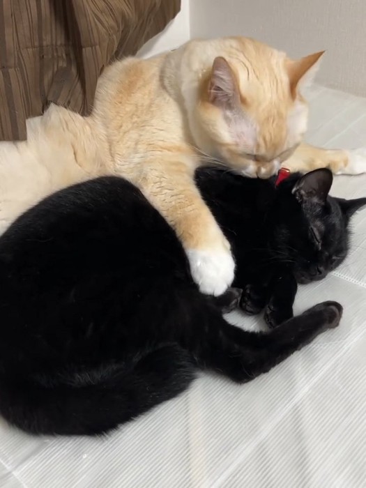 黒猫を毛づくろいする猫