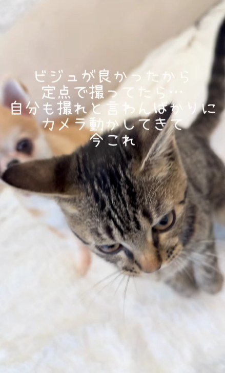 座っている猫と犬