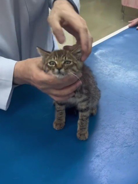 診察される子猫