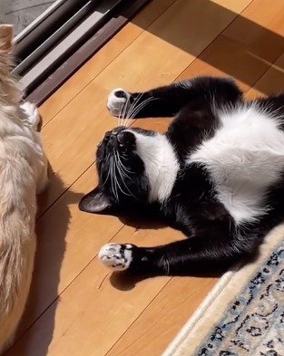 両手をあげて床に寝転がる猫