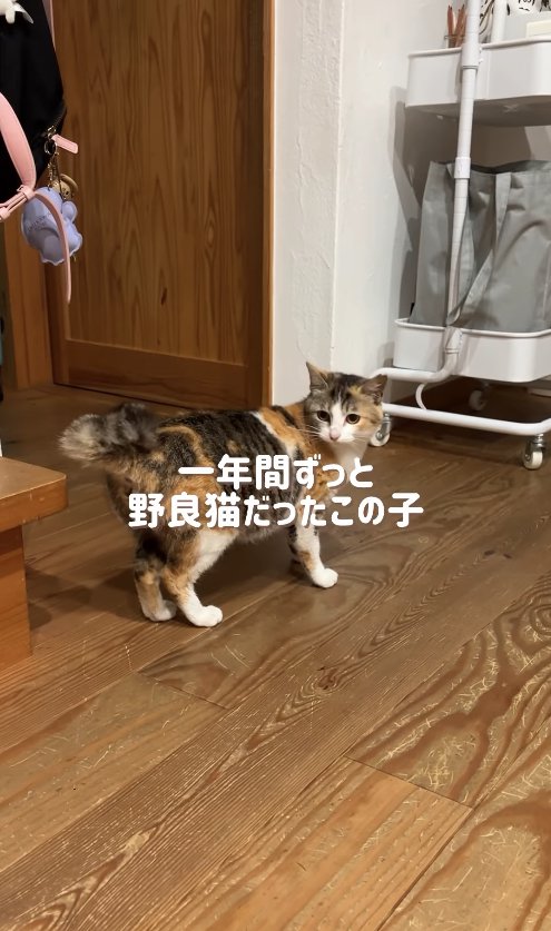 フローリングの上で立っている猫