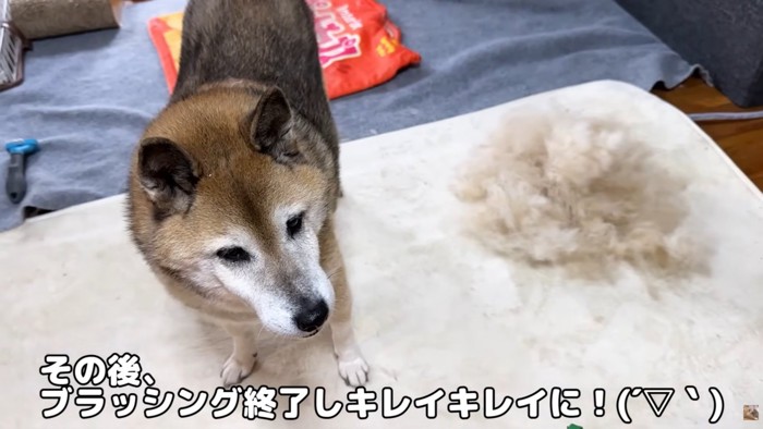 テロップ「その後、ブラッシングを～」